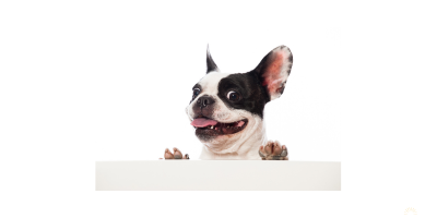 "Excuse my frenchie" tee