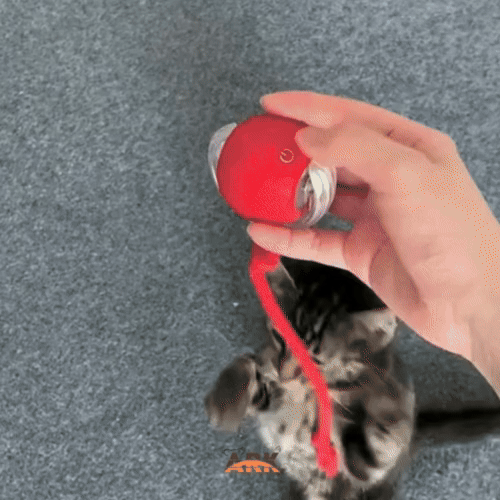 TurboTail™ - Enrichment Toy