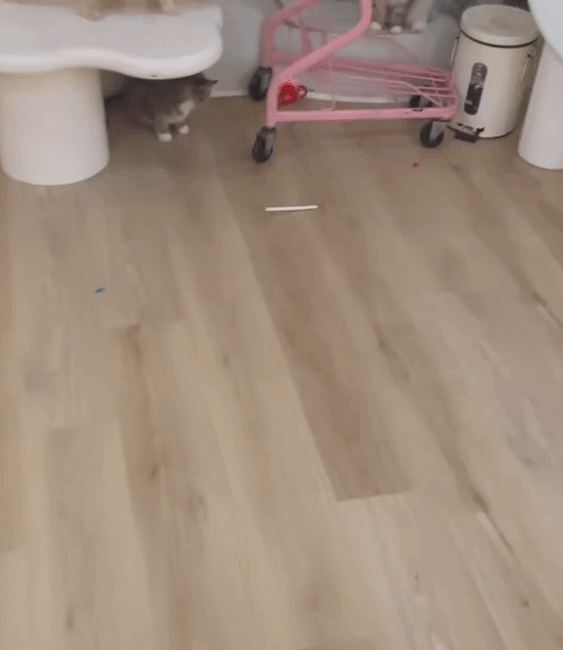 TurboTail™ - Enrichment Toy